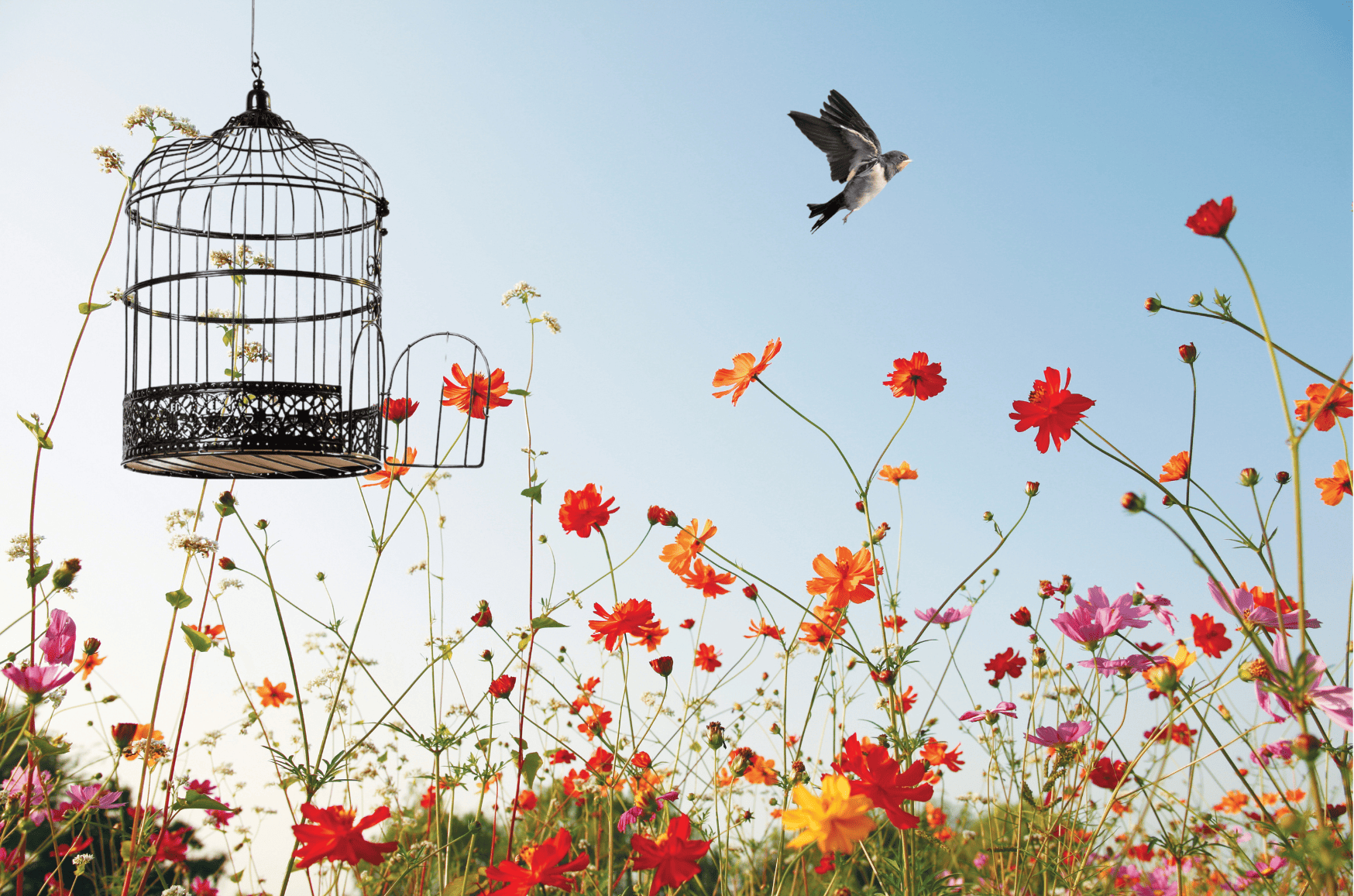 libération grâce aux Fleurs de Bach